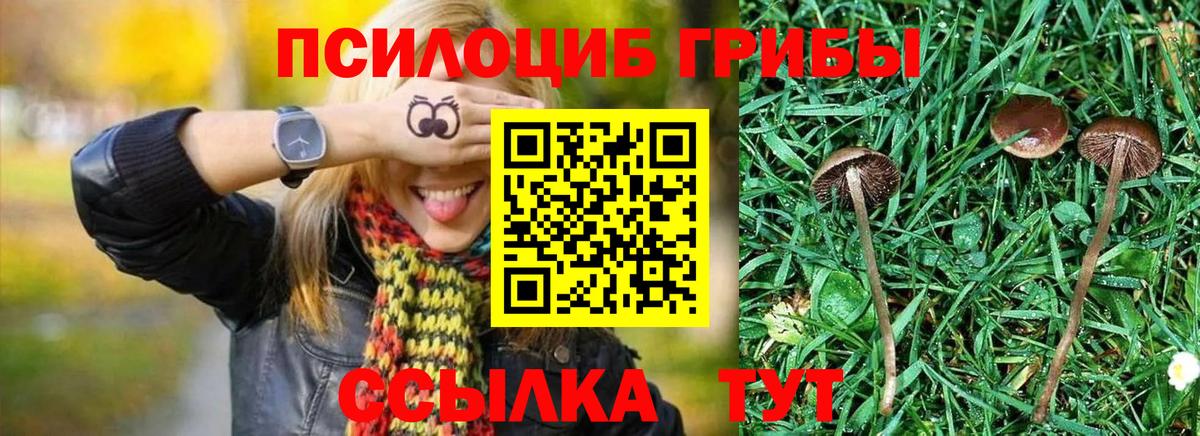 Мичуринск  Псилоцибиновые грибы ЛСД  Вход с VPN 